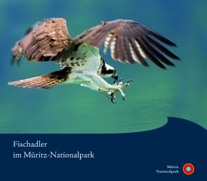 Fischadler im Müritz-Nationalpark