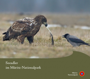 Seeadler im Müritz-Nationalpark