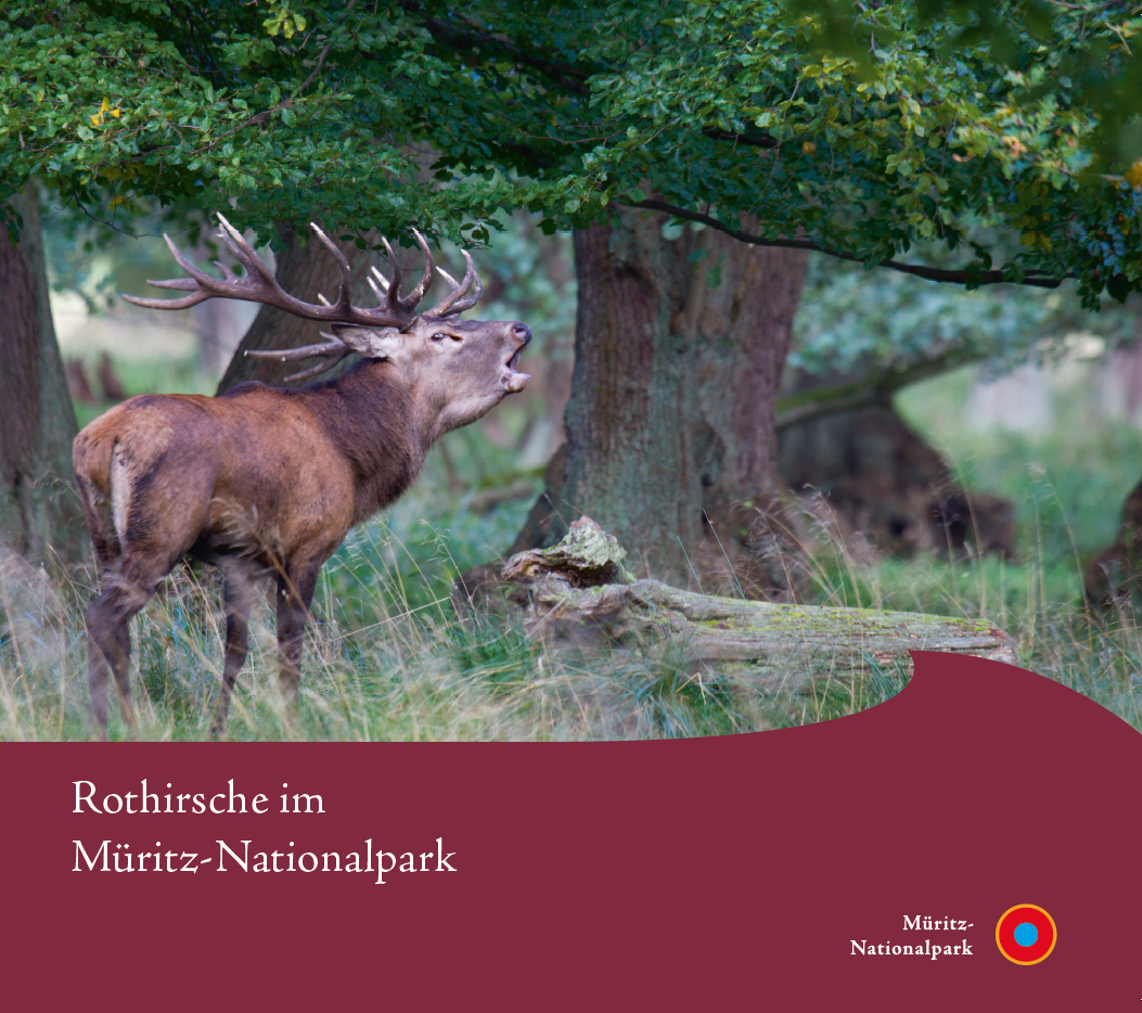 Rothirsche im Müritz-Nationalpark